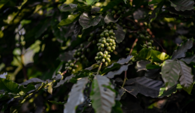 Cà phê Arabica - Thưởng thức sành điệu